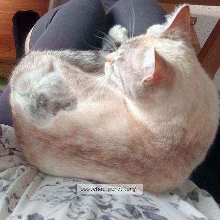 Photo 1/1 Chat retrouvé Perdu à Dangers