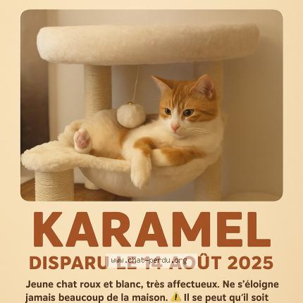 Photo de chat perdu à Villers Saint Paul