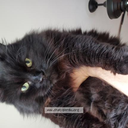 Photo 1/1 Panthera Chat perdu à Longueuil