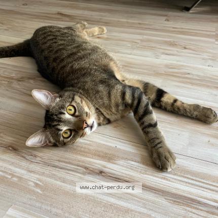 Photo 1/1 Zeus Chat perdu à Antibes juan les pins