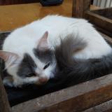 Photo de chat perdu à Metan