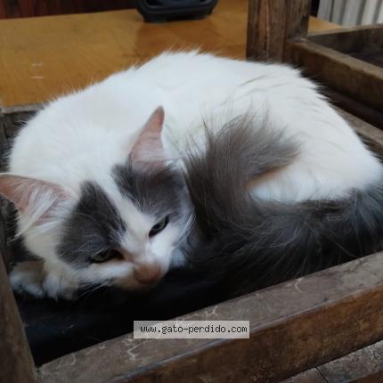 Photo 1/1 Luna Chat perdu à Metan