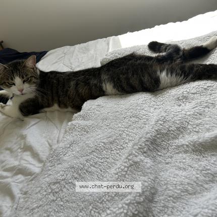 Photo de chat perdu à Geneston