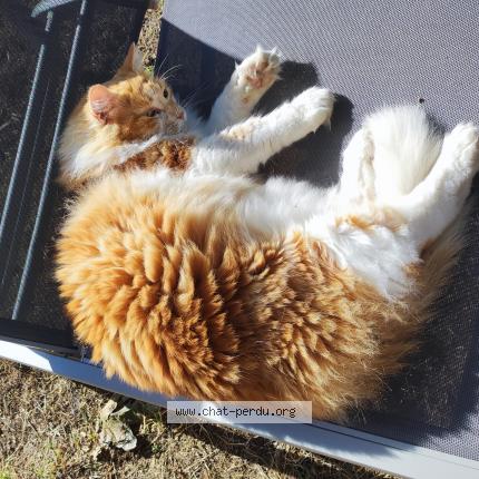 Photo de chat perdu à Colomiers