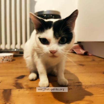 Photo de chat perdu à Toulouse