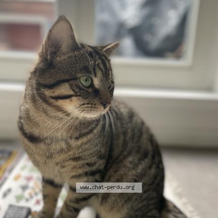 Photo de chat perdu à Saint Jacut De La Mer
