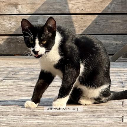 Photo de chat trouvé à Ceyrat