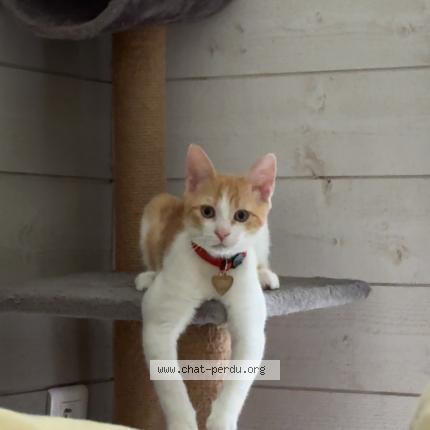Photo de chat perdu à Quimper