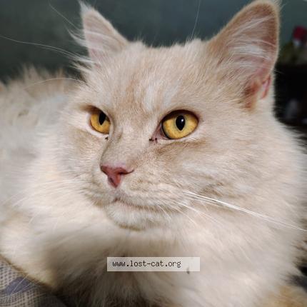 Photo 1/1 Coco Chat perdu à Wah cantt