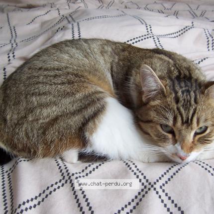 Photo de chat perdu à Maulevrier