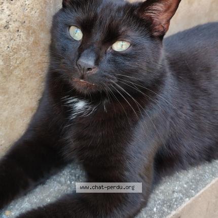 Photo 1/1 Chat retrouvé Perdu à Flers en escrebieux