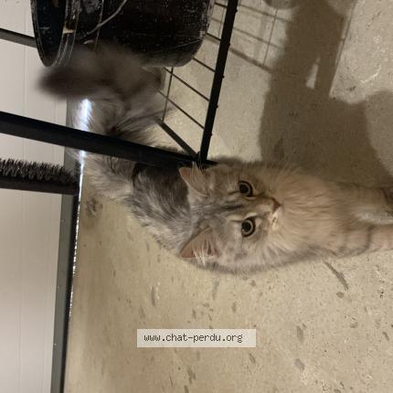 Photo de chat trouvé à St Brevin Les Pins