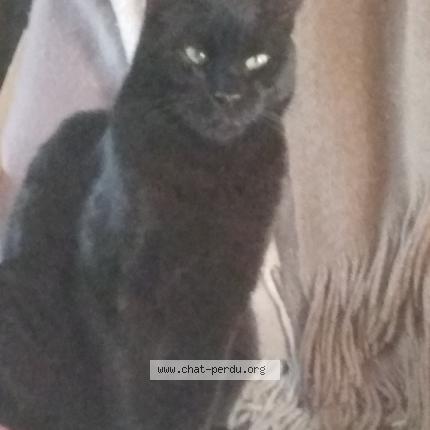 Photo 1/1 Loustic Chat perdu à Les arcs