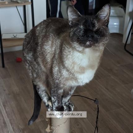 Photo de chat perdu à Bonloc