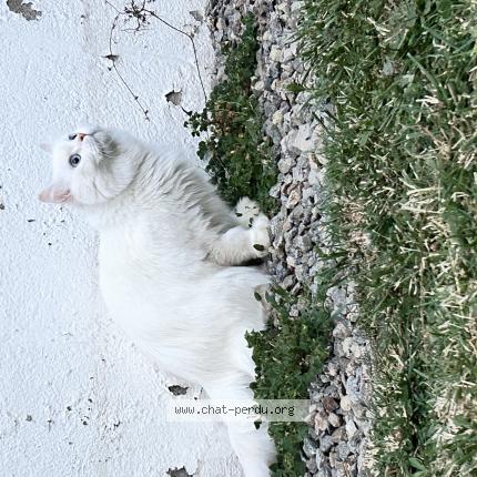 Photo de chat perdu à Gerzat