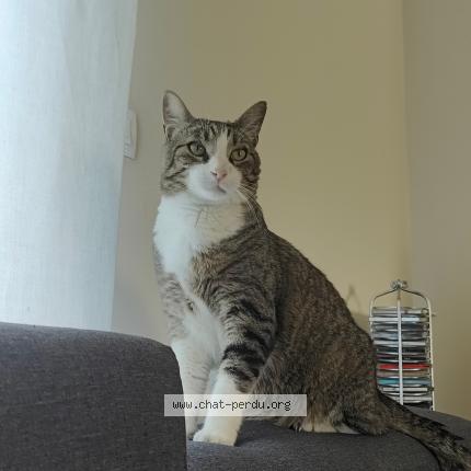 Photo de chat perdu à Castelmaurou