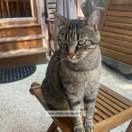 Photo de chat perdu à Craponne