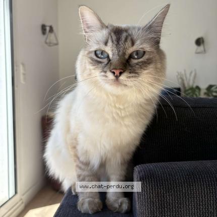 Photo de chat perdu à Marsilly