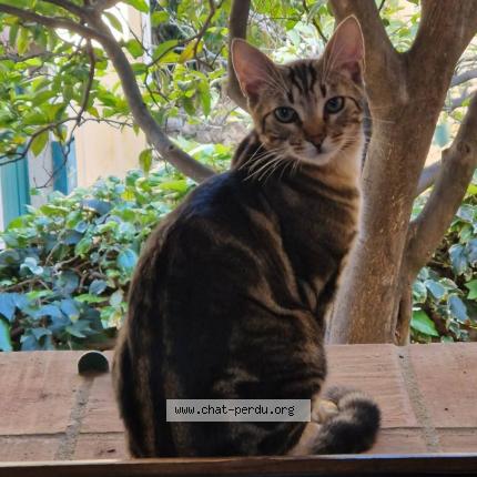 Photo 1/1 Jack Chat perdu à La gaude