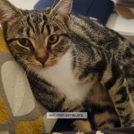 Photo de chat perdu à Gagny