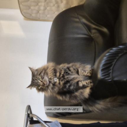 Photo 1/1 Marcus Chat perdu à Balbigny