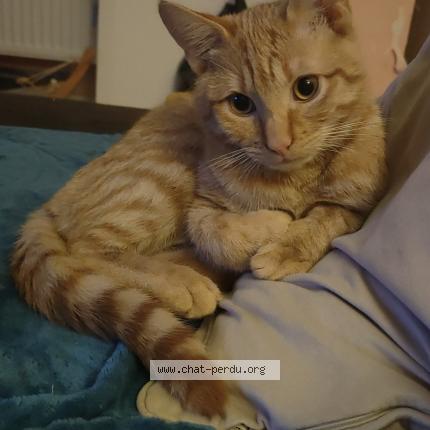 Photo de chat perdu à Hellemmes