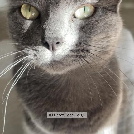 Photo de chat perdu à Pons