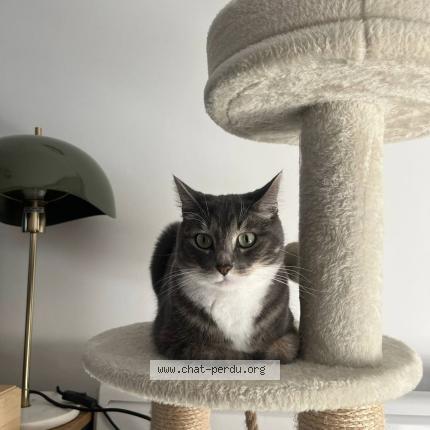 Photo 1/1 Spookie Chat perdu à Aire sur adour