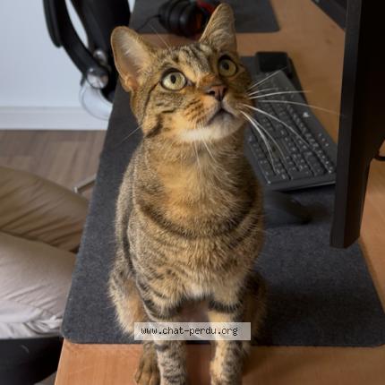 Photo 1/1 Goun twix Chat perdu à Saint gely du fesc