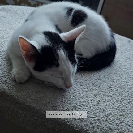 Photo 1/1 Hades Chat perdu à Les avenieres veyrins thuellin