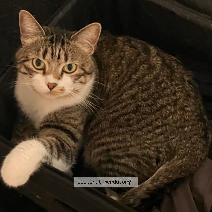 Photo de chat perdu à Echirolles