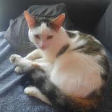 Photo de chat perdu à Le Chevain
