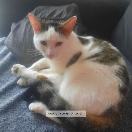 Photo 1/1 Chat retrouvé Perdu à Le chevain