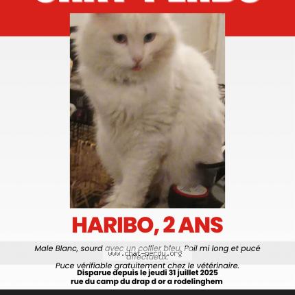 Photo 1/1 Haribo Chat perdu à Rodelinghem