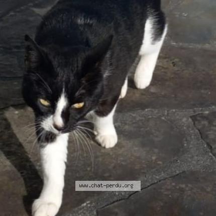 Photo de chat perdu à L Esconil