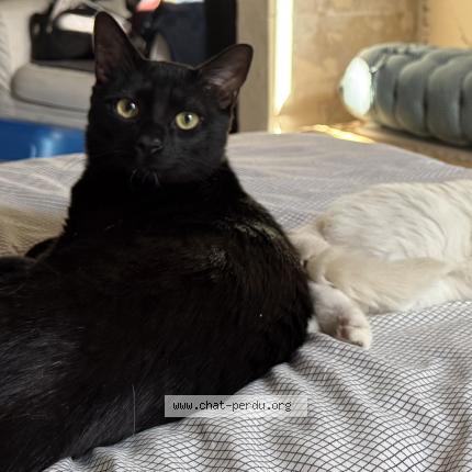 Photo de chat perdu à Saint Maixent L Ecole