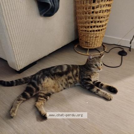 Photo de chat trouvé à Pont Du Chateau