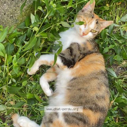 Photo 1/1 Chat retrouvé Perdu à Tours