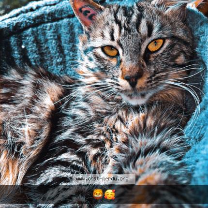 Photo de chat perdu à Clastre