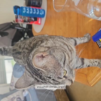 Photo 1/1 Chat retrouvé Perdu à Paris