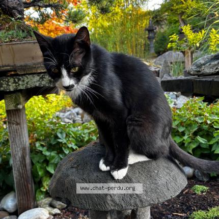 Photo de chat perdu à Jungholtz