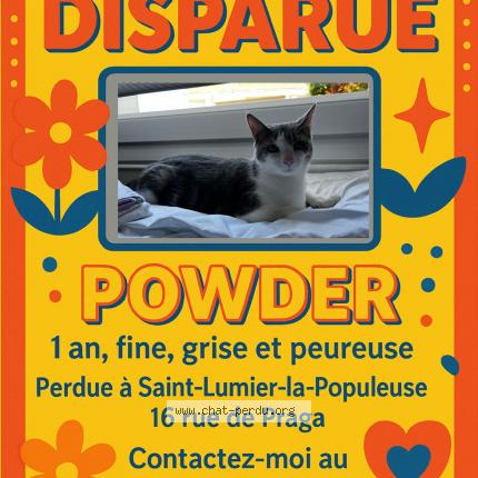 Photo 1/1 Chat retrouvé Perdu à Saint Lumier La Populeuse