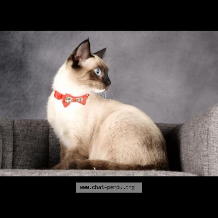 La première fois que j'ai perdu mon chat La première fois que j'ai perdu mon chat La première fois
