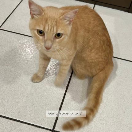 Photo de chat perdu à Toulouse