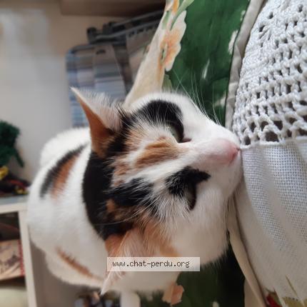 Photo 1/1 Osiris Chat perdu à Eysines