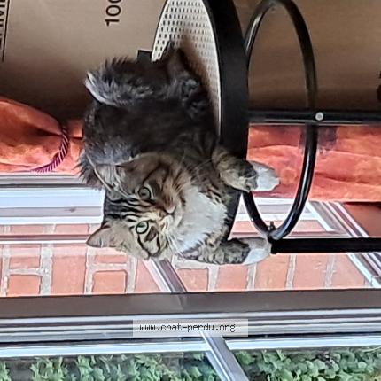 Photo 1/1 Titi Chat perdu à Gravelines