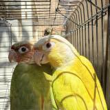 Photo de chat perdu à Tokyo