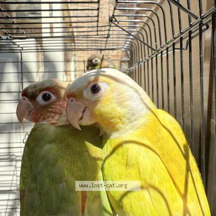 Photo 1/3 Hikari Chat perdu à Tokyo