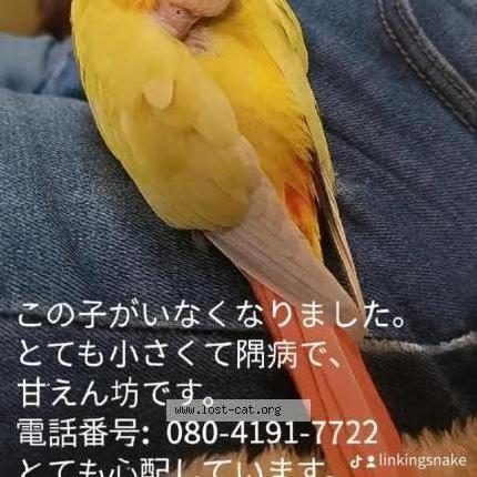 Photo 2/3 Hikari Chat perdu à Tokyo