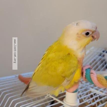 Photo 3/3 Hikari Chat perdu à Tokyo